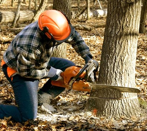 Tree Removal in Deputy, IN